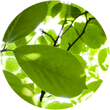 Au vert